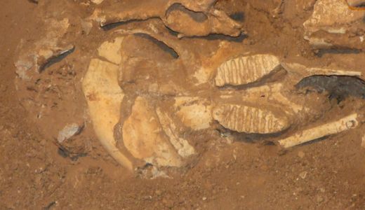 In the Dipotamos valley, the University of Athens conducted paleontological research from 1916 to 1966, which yielded highly significant findings. Specifically, fossils of 28 animal species belonging to the so-called "Pikermi fauna" (8-13 million years old) have been discovered. These include hipparions, deinotheres, mammoths, antelopes, and more. Many of these findings are currently on display at the Paleontological Museum of the University of Athens in Goudi.